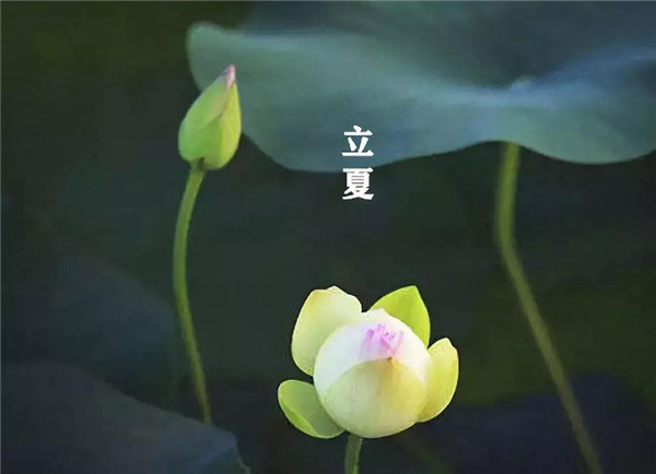 立夏已至，萬物向陽；